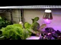 LED植物燈培育蔬菜與香草植物 ( LED98 Grow Light ). Grow Bulb and Herbs