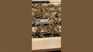 Checking bee NUC, are frames filled out yet