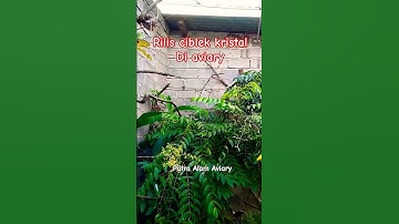 rilis Ciblekkristal #aviary #kicaumania #breeding #birds #masteran #burung #ciblek #prenjak #animals
