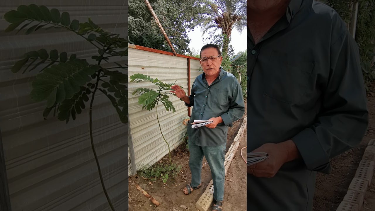 النباتات المنزلية& 45  نبات الشمعدان أو سنا الاتا نرجو الضغط على الرابط في الاسفل