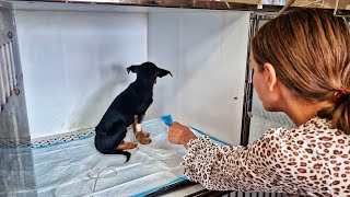 Scared Puppy Keeps Facing the Wall after Being Rescued Until he Finally Feels Love