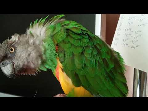 Кореш, друг, Senegal parrot, Poicephalus senegalus, сенегальский попугай, Южный, Одесса, апрель 2022