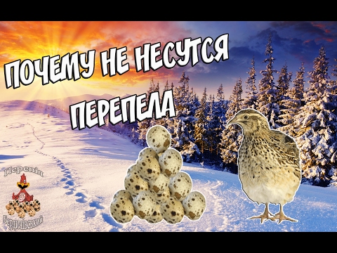 ПОЧЕМУ НЕ НЕСУТСЯ ПЕРЕПЕЛА