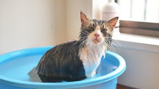 Boss cat dozed off in the bath. 'BossKichi bath'