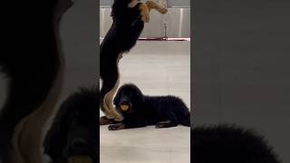 Himalayan Breed Tibetan mastiff Puppy 4months old #shorts #viral #viralvideo