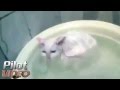 Кошак пригрелся  в тазике с водой. A cat refuses to get out of the water.