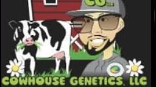 High Society Reviews @CowHouseGenetics 