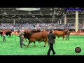 2026 Houston Livestock Show & Rodeo - International Brahman Bull Show