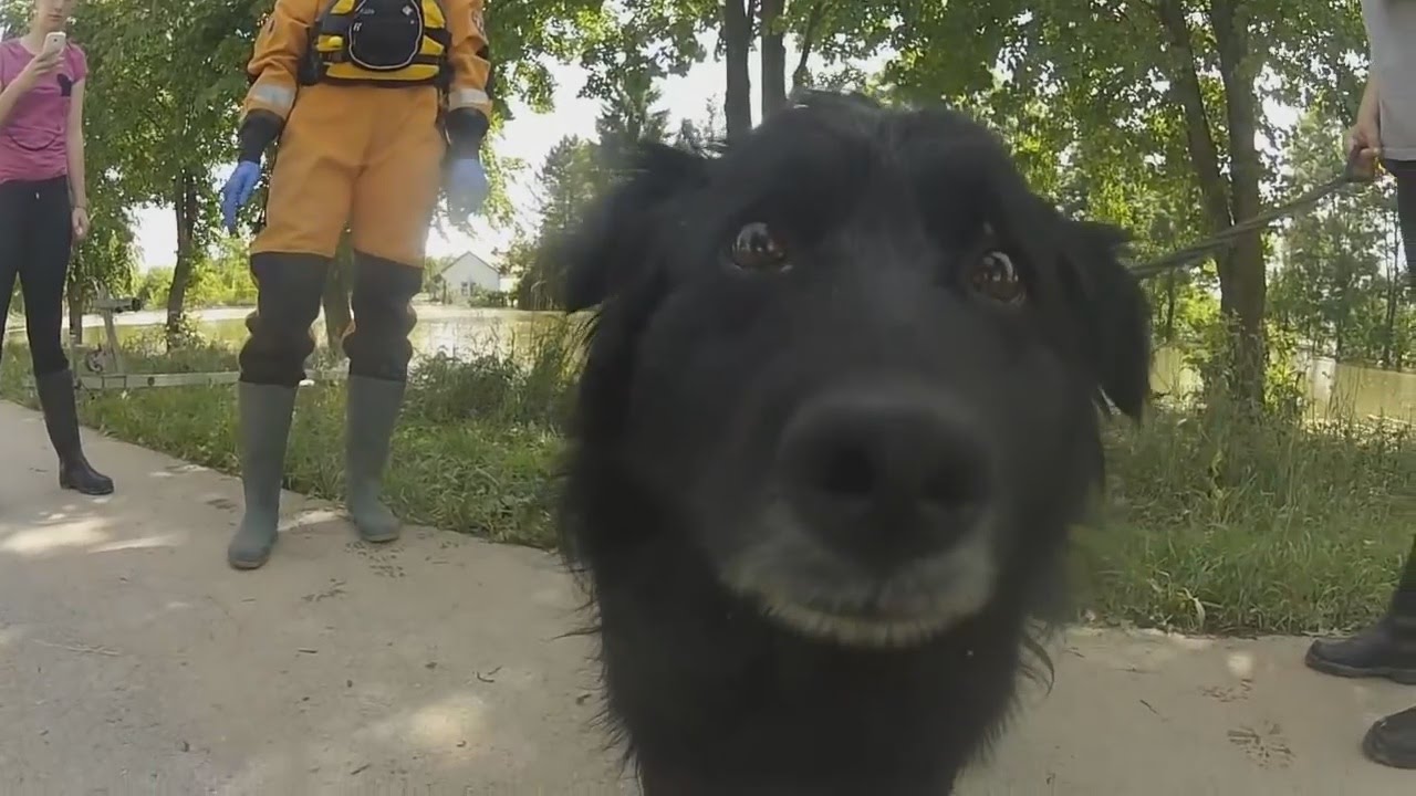 Dog Rescue! YouTube