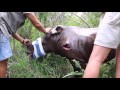 Saving an injured baby rhino