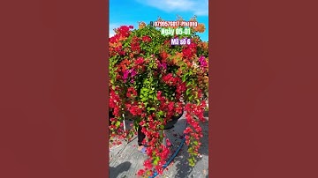 Ngũ sắc thái tàn khủng lùn lực..#shortsvideos