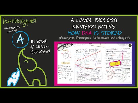 Video: Kāpēc DNS tiek glabāta eikariotu hromosomās?