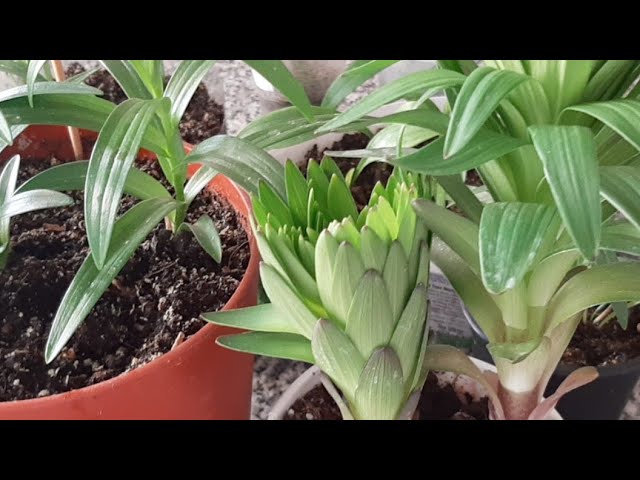 Lilyum Çiçeğinin Bakımı. A101 Den Aldım Bakın Nasıllar - YouTube