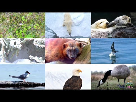Arctic Animals for Children: pronunciation in English (with videos)