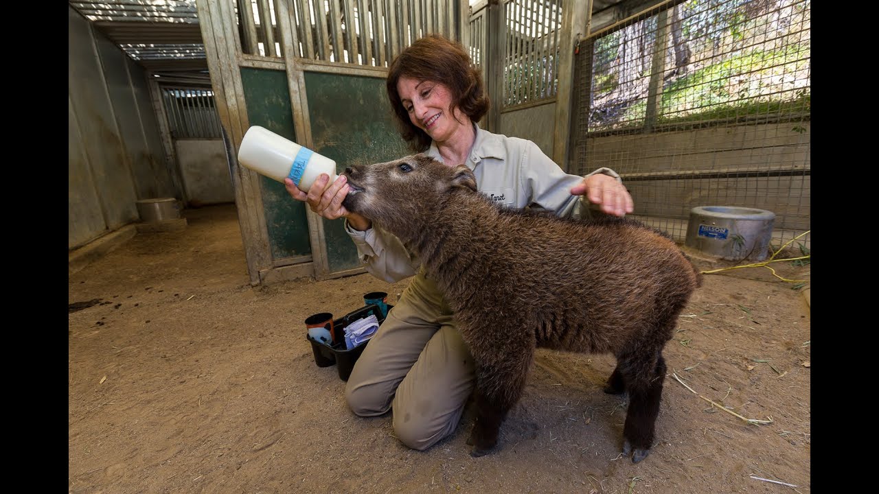 zoo keeper feeding animals