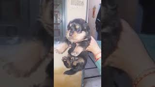 Rotwiller dog kennel in delhi 999903993, kennel club delhi dog show, online puppy in india olx flip Rotwiller dog kennel in delhi 999903993, kennel club delhi dog show, online puppy in india olx flip