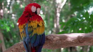 Parrot  Free Background Video, Royalty Free Videos And Motion Graphics For Content Creators screenshot 3