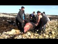 Dead great white shark retrieved from Dyer Island, Gansbaai | Dyer Island Conservation Trust