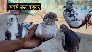 200 Par punjabi kabootar for sale in delhi desi kabutar Delhi white pigeons