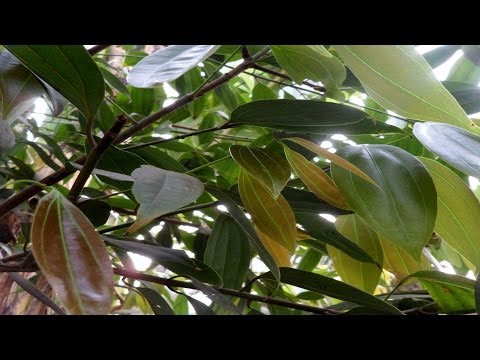 get-rid-of-pimples-&-bad-body-odour-permanently,-naturally---मुंह-से-छुटकारा-पायें
