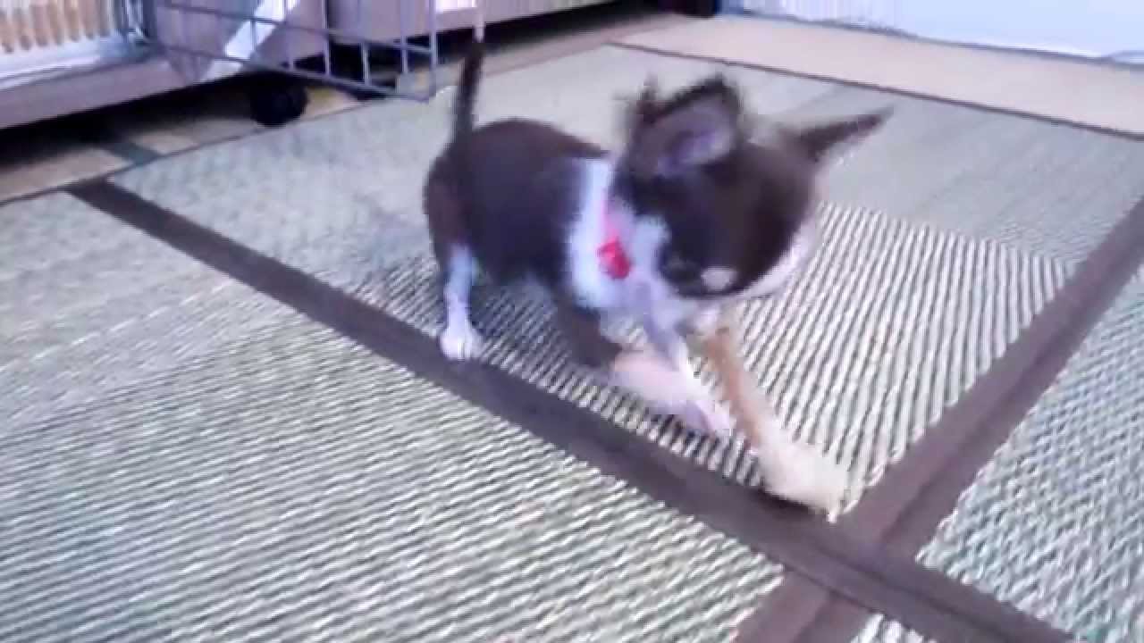 鬼嫁チワワ Chihuahua 超極小 成犬 900gのお嫁３ヶ月600g 仔犬 Youtube