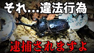 【注意】カブトムシ飼育で逮捕...初心者がやりがちな法律違反の実態
