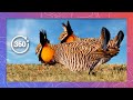 Experience the Incredible Lek Mating Ritual of the Greater Prairie Chicken