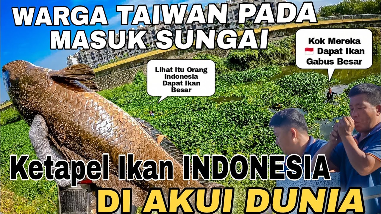 Dapat Ikan Gabus Besar Pakai Ketapel ,Warga Taiwan Sampai Masuk Sungai