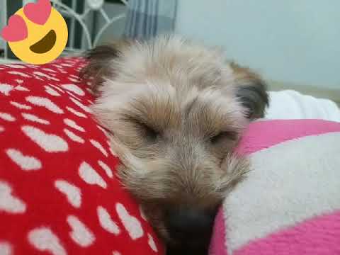 Anjing lucu dan gemes banget - YouTube