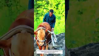 Furrow Plowing Tools Create 12-Inch Planting Rows with Animal-Powered Soil Preparation