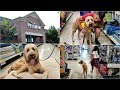SHOP WITH ME AT PETSMART! WITH MY GOLDENDOODLE PUPPY DUDE!