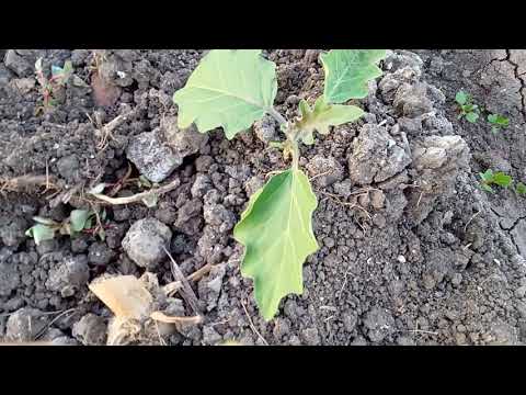فيديو: زراعة شتلات الباذنجان