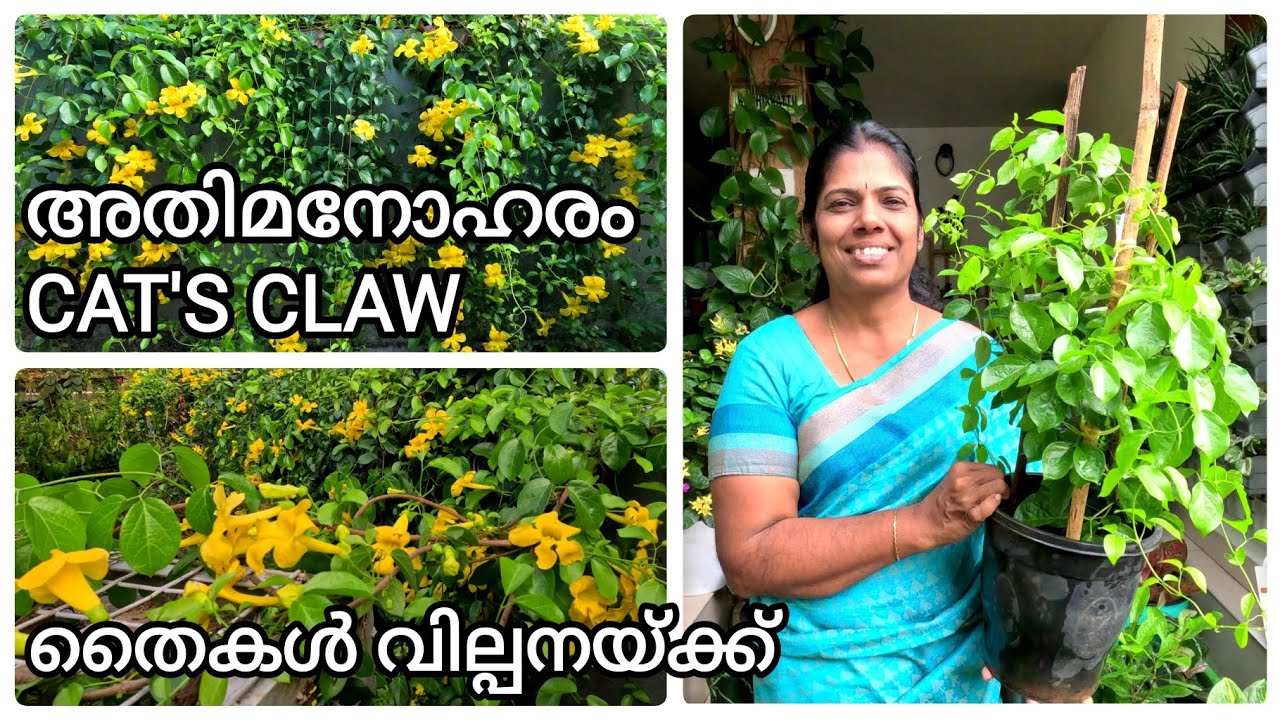 Cat's claw plants for sale YouTube