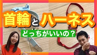 【首輪とハーネス】どっちがいいの？散歩に必須な首輪とハーネス（胴輪）についてトレーナーと獣医師が解説