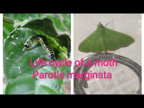 Video: Tortrix Moth Moth Lifecycle: Tortrix Moth Moth Caterpillar tunnistaminen ja hoito