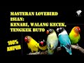 Masteran Lovebird Isian Kenari Walang Kecek Tengkek Buto Mp3 - Mp4 Download