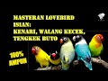 Masteran lovebird isian kenari walang kecek tengkek buto