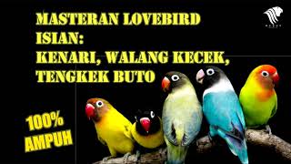 Masteran Lovebird isian Kenari, Walang Kecek, Tengkek Buto