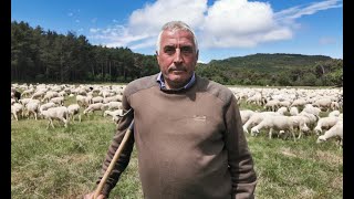 La vida del trashumante: de Lanaja a Hecho con dos mil ovejas by Grupo Pastores 21,095 views 2 years ago 3 minutes, 42 seconds
