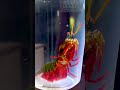 Meet Ralph! My Peacock Mantis Shrimp 🌈🦚