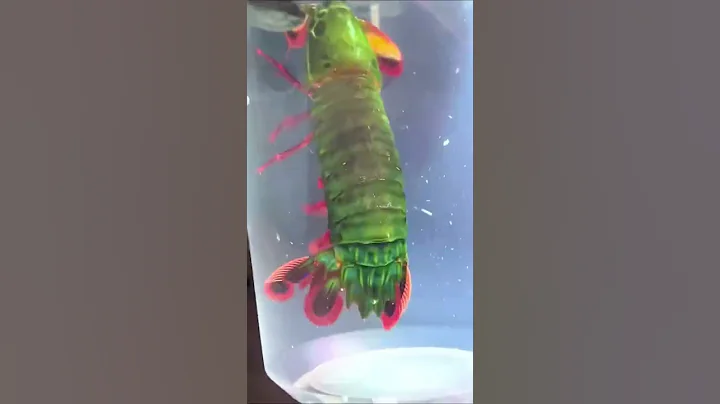 Meet Ralph! My Peacock Mantis Shrimp 🌈🦚 - DayDayNews