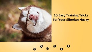 10 Easy Training Tricks for Your Siberian Husky