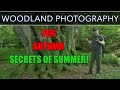 TIPS and IDEAS for Woodland Photography in SUMMER