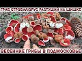 ❗СТРОБИЛЮРУС СЪЕДОБНЫЙ👉ГРИБ РАСТУЩИЙ НА ШИШКЕ.🍄Весенние грибы в Подмосковье.💥Обнаружил Бункер в лесу