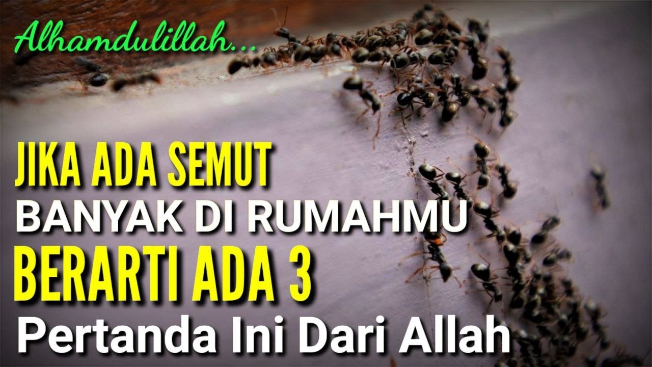 MASYAALLAH !! Jika Banyak Semut Di Rumahmu, Ada 3 Pertanda Dari Allah, Jangan Sampai Di Bunuh