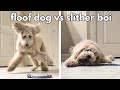 My Dog Reacts to a Black Snake | Floof Dog vs Snake!