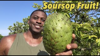 Soursop The CANCER Fighting Fruit That's Nutritious & DELICIOUS