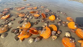 After the typhoon  I drove to the sea and walked along the coast to pick up many scallops and clams