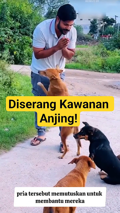 Anjing Liar Kelaparan Menghadang Mobil Demi Sepotong Makanan!#shorts #shortsvideo