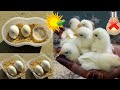 Sunlight Egg Incubator ||  Hatching Eggs Without Electricity (100% Working Method)